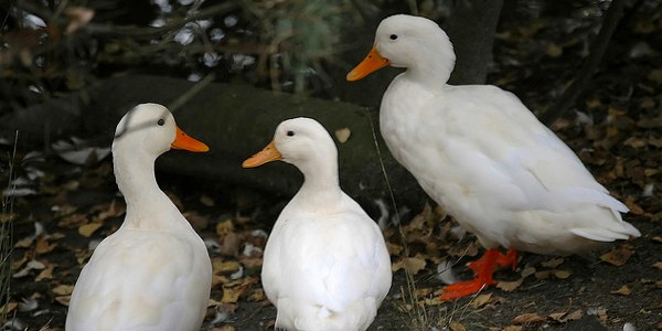 Three ducks | Flickr - Photo Sharing!