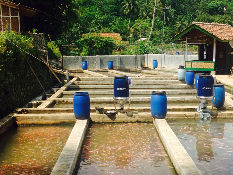 eFishery akan berekspansi di negara-negara baru di Asia tahun depan