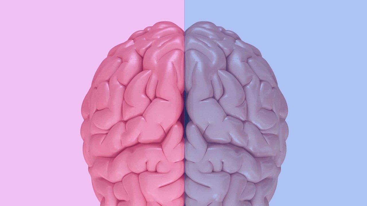brain undark jpeg for SEO