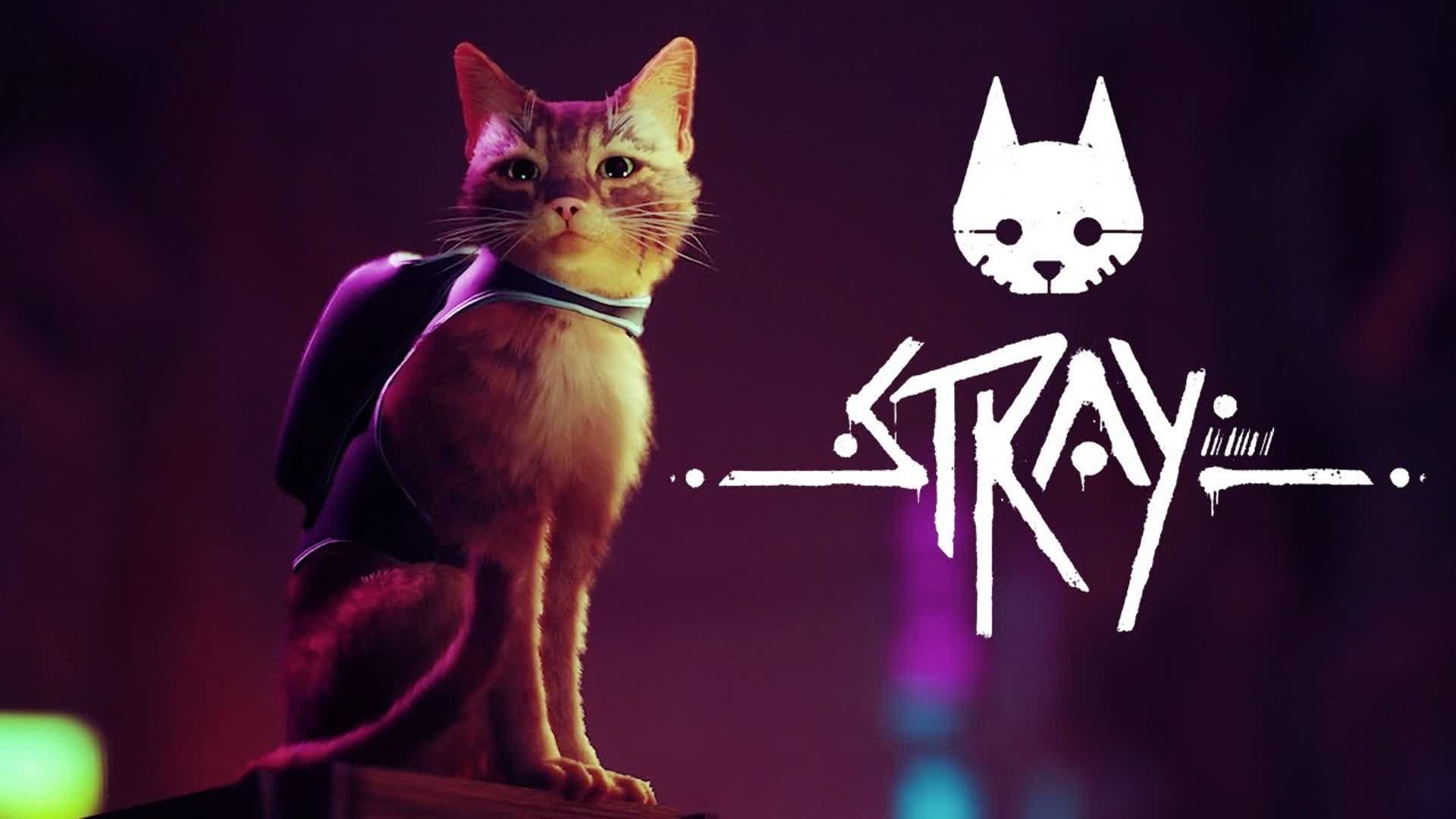 stray cat for SEO